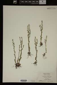 Myosotis verna image