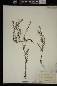 Myosotis verna image