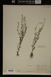 Myosotis verna image