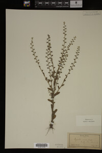 Myosotis verna image
