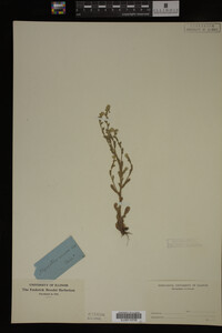 Myosotis verna image