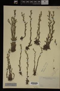 Myosotis verna image