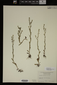 Myosotis verna image
