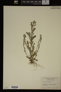 Myosotis verna image