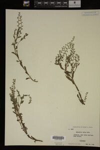Myosotis verna image