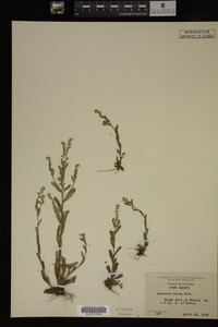 Myosotis verna image