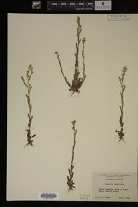 Myosotis verna image