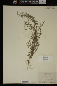 Myosotis verna image