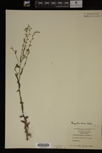 Myosotis verna image