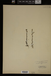 Myosotis verna image