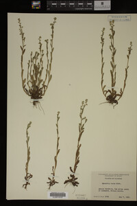 Myosotis verna image