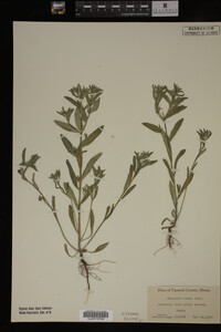 Myosotis verna image