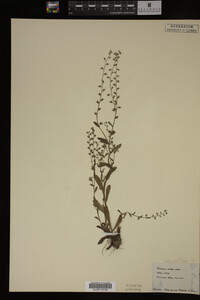 Myosotis verna image