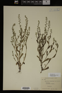 Myosotis verna image