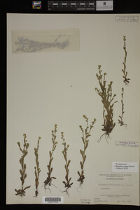 Myosotis verna image