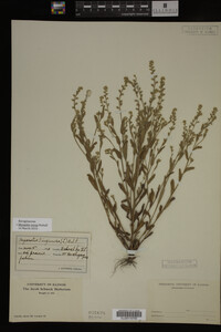 Myosotis verna image