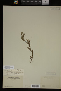 Myosotis verna image