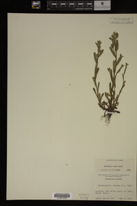 Myosotis verna image