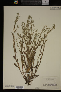 Myosotis verna image
