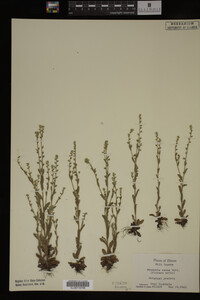 Myosotis verna image