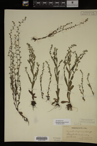 Myosotis verna image