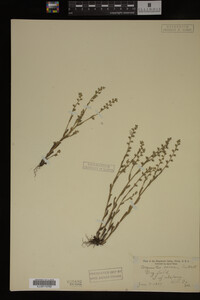 Myosotis verna image