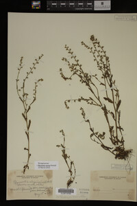 Myosotis verna image