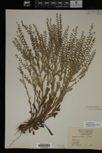 Myosotis verna image