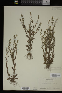 Myosotis verna image