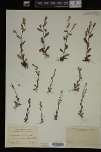 Myosotis verna image