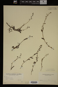 Myosotis verna image