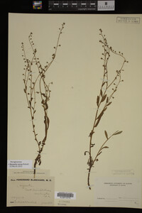 Myosotis verna image
