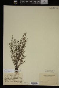 Myosotis verna image