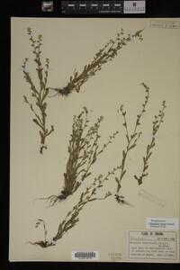 Myosotis verna image