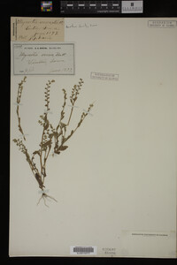 Myosotis verna image