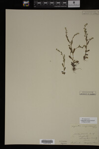 Myosotis verna image