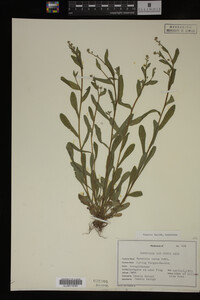 Myosotis verna image