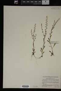Myosotis verna image