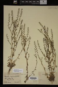 Myosotis verna image