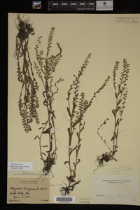 Myosotis verna image