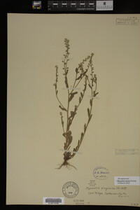 Myosotis verna image
