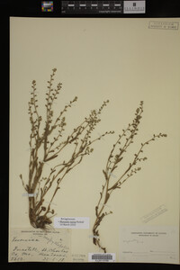 Myosotis verna image