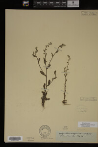 Image Associated With the Occurrence