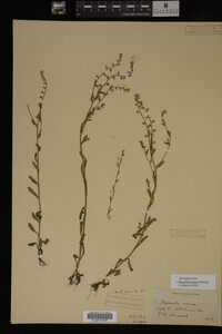 Myosotis verna image