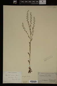 Myosotis verna image