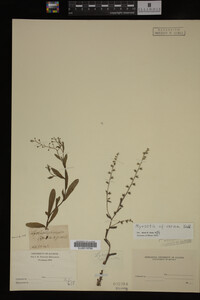 Myosotis verna image