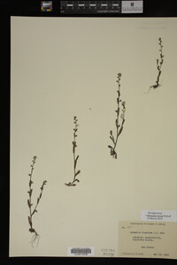 Myosotis image