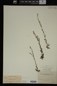Myosotis verna image