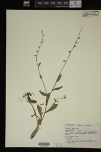 Myosotis verna image