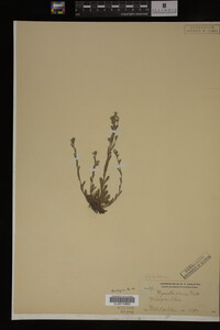 Myosotis verna image
